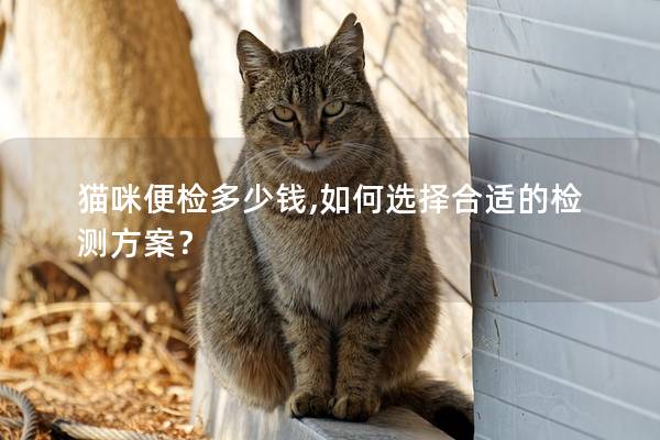 猫咪便检多少钱,如何选择合适的检测方案？