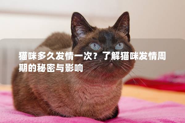猫咪多久发情一次？了解猫咪发情周期的秘密与影响