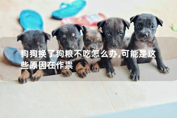 狗狗换了狗粮不吃怎么办,可能是这些原因在作祟