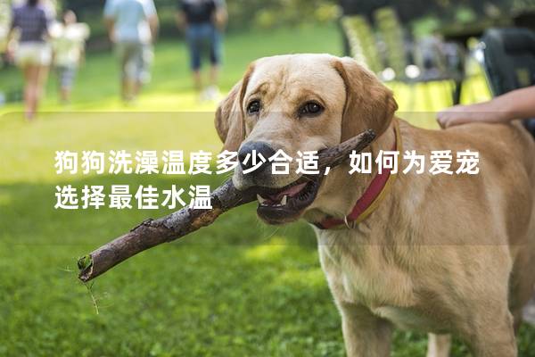 狗狗洗澡温度多少合适，如何为爱宠选择最佳水温