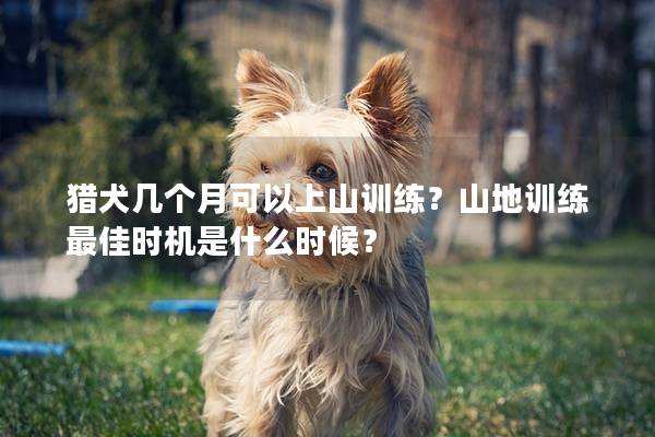 猎犬几个月可以上山训练？山地训练最佳时机是什么时候？
