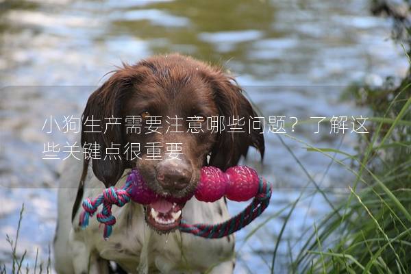 小狗生产需要注意哪些问题？了解这些关键点很重要