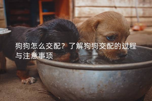 狗狗怎么交配？了解狗狗交配的过程与注意事项