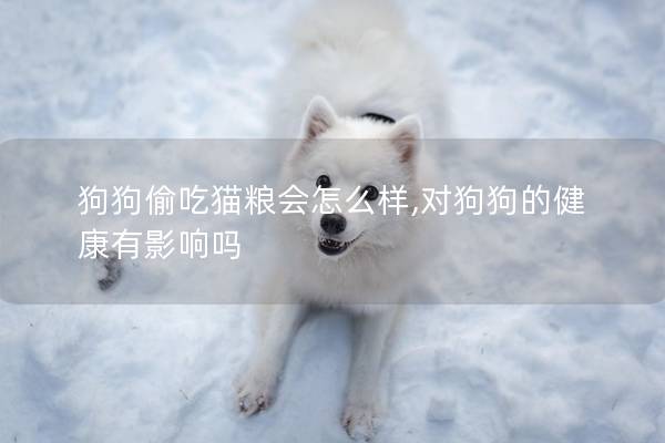 狗狗偷吃猫粮会怎么样,对狗狗的健康有影响吗