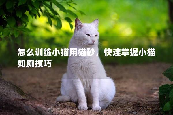 怎么训练小猫用猫砂，快速掌握小猫如厕技巧
