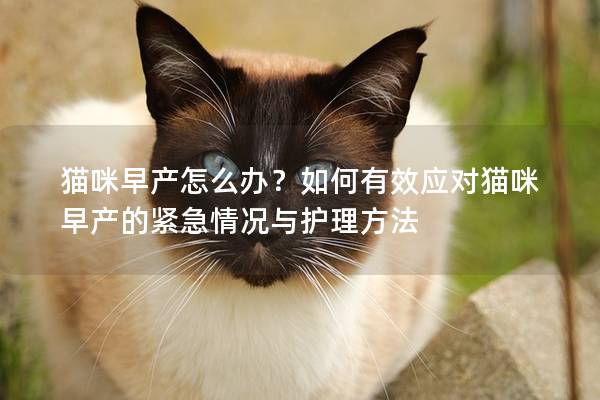 猫咪早产怎么办？如何有效应对猫咪早产的紧急情况与护理方法