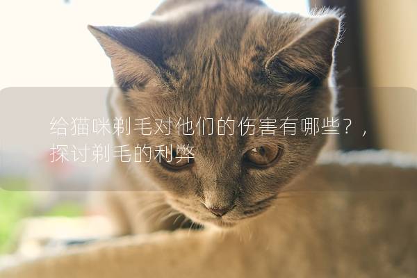 给猫咪剃毛对他们的伤害有哪些？,探讨剃毛的利弊