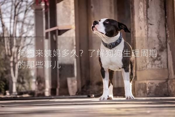 狗狗来姨妈多久？了解狗狗生理周期的那些事儿