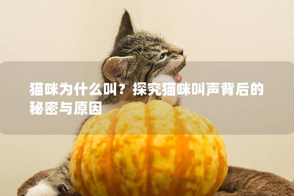 猫咪为什么叫？探究猫咪叫声背后的秘密与原因