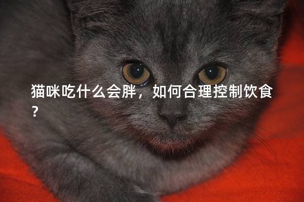 猫咪吃什么会胖，如何合理控制饮食？