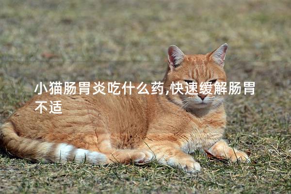 小猫肠胃炎吃什么药,快速缓解肠胃不适