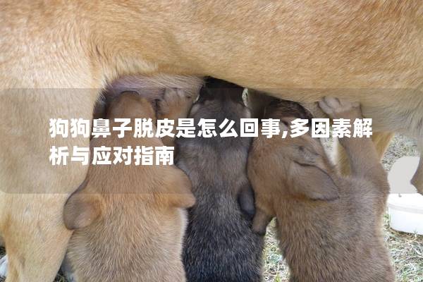 狗狗鼻子脱皮是怎么回事,多因素解析与应对指南
