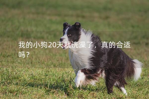 我的小狗20天就洗澡了，真的合适吗？