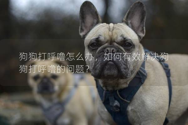 狗狗打呼噜怎么办，如何有效解决狗狗打呼噜的问题？