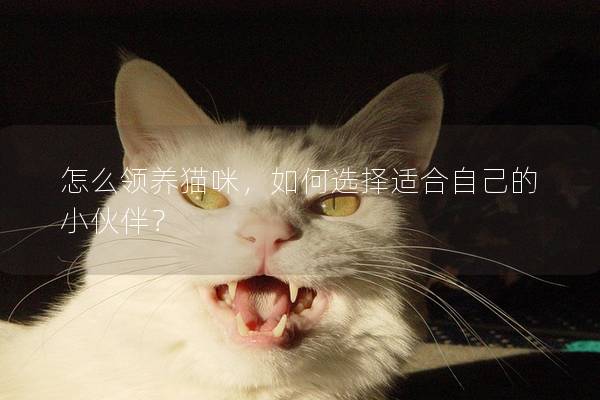 怎么领养猫咪，如何选择适合自己的小伙伴？