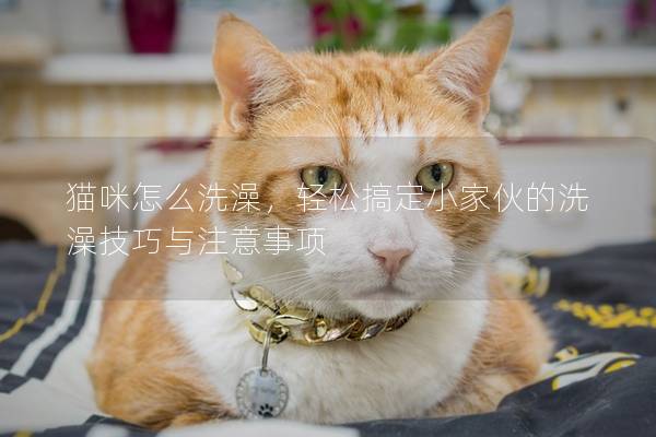 猫咪怎么洗澡，轻松搞定小家伙的洗澡技巧与注意事项