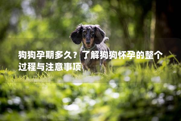 狗狗孕期多久？了解狗狗怀孕的整个过程与注意事项