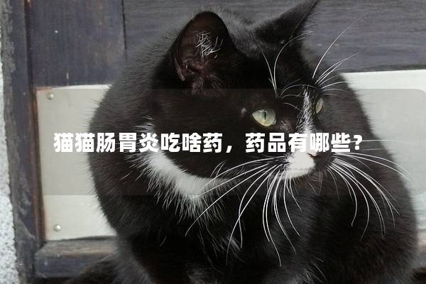 猫猫肠胃炎吃啥药，药品有哪些？