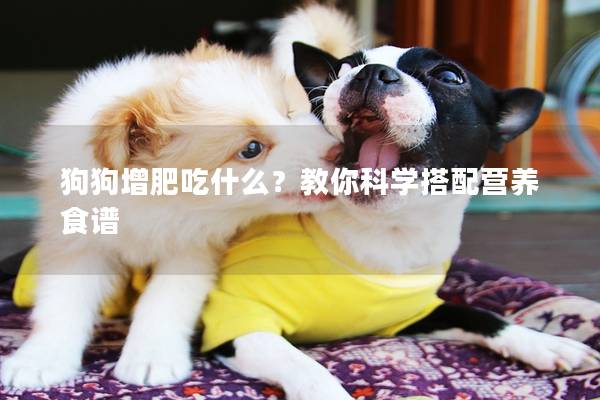 狗狗增肥吃什么？教你科学搭配营养食谱