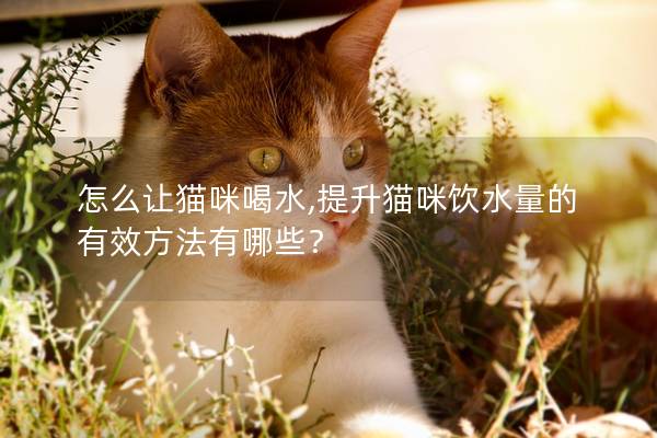 怎么让猫咪喝水,提升猫咪饮水量的有效方法有哪些？