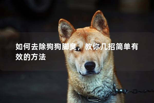如何去除狗狗脚臭，教你几招简单有效的方法