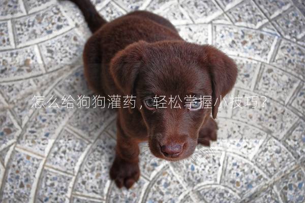 怎么给狗狗灌药，轻松掌握小技巧？
