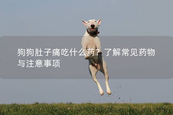 狗狗肚子痛吃什么药？了解常见药物与注意事项