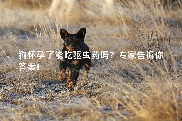 狗怀孕了能吃驱虫药吗？专家告诉你答案!