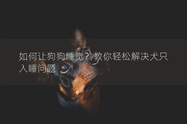 如何让狗狗睡觉？教你轻松解决犬只入睡问题