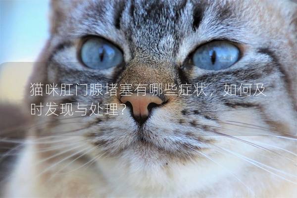 猫咪肛门腺堵塞有哪些症状，如何及时发现与处理？
