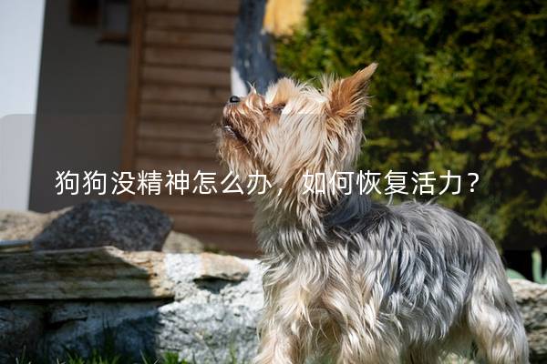 狗狗没精神怎么办，如何恢复活力？