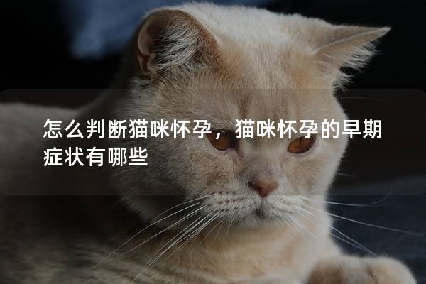 怎么判断猫咪怀孕，猫咪怀孕的早期症状有哪些