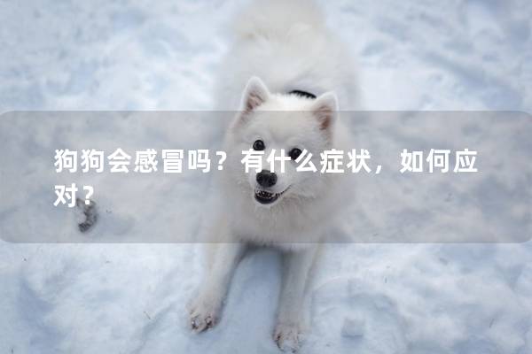 狗狗会感冒吗？有什么症状，如何应对？