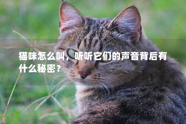 猫咪怎么叫，听听它们的声音背后有什么秘密？