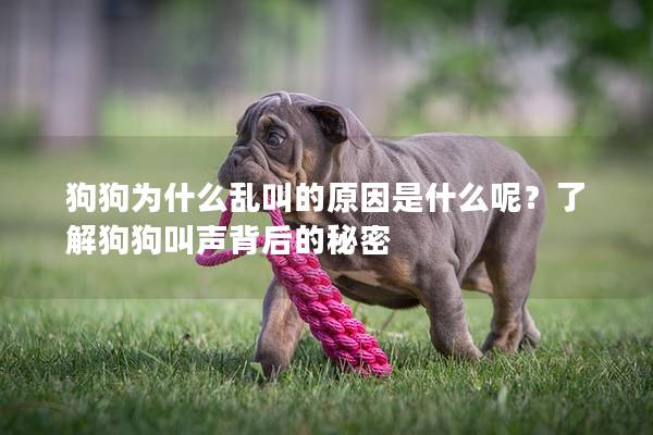 狗狗为什么乱叫的原因是什么呢？了解狗狗叫声背后的秘密