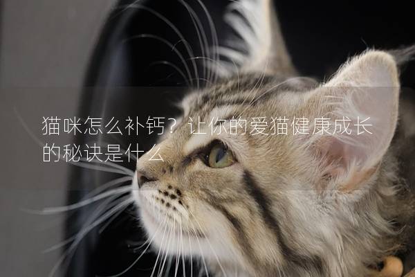 猫咪怎么补钙？让你的爱猫健康成长的秘诀是什么