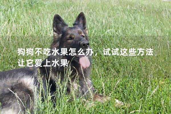 狗狗不吃水果怎么办，试试这些方法让它爱上水果