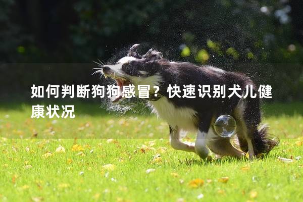 如何判断狗狗感冒？快速识别犬儿健康状况