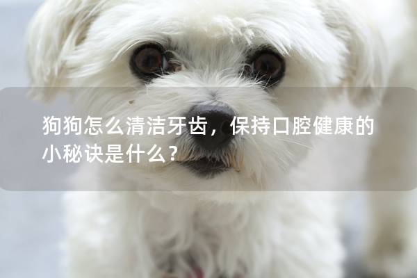 狗狗怎么清洁牙齿，保持口腔健康的小秘诀是什么？