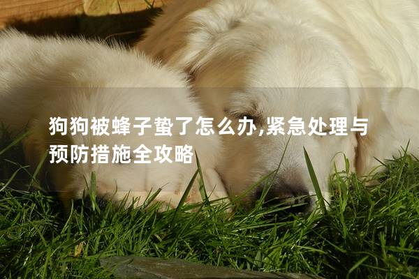 狗狗被蜂子蛰了怎么办,紧急处理与预防措施全攻略
