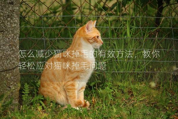 怎么减少猫咪掉毛的有效方法，教你轻松应对猫咪掉毛问题