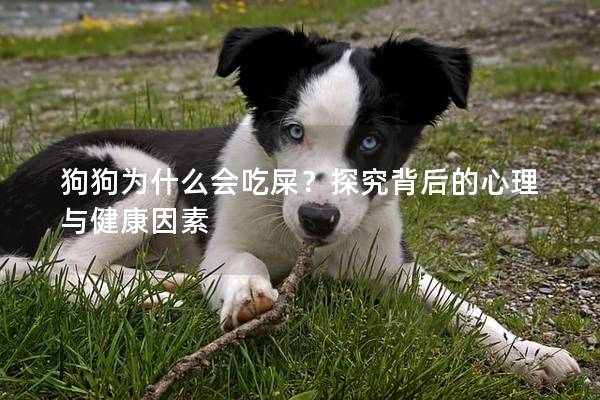 狗狗为什么会吃屎？探究背后的心理与健康因素