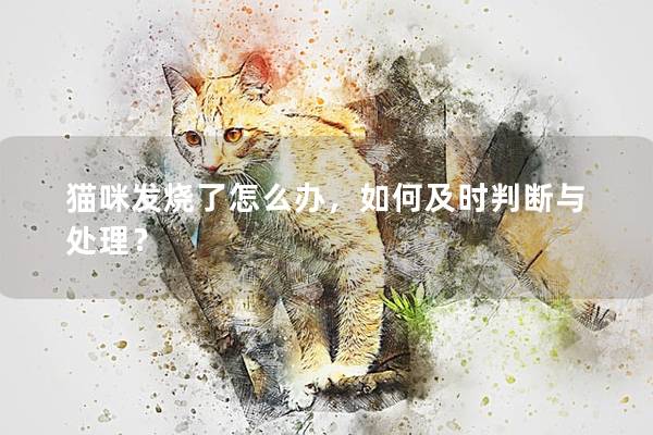 猫咪发烧了怎么办，如何及时判断与处理？