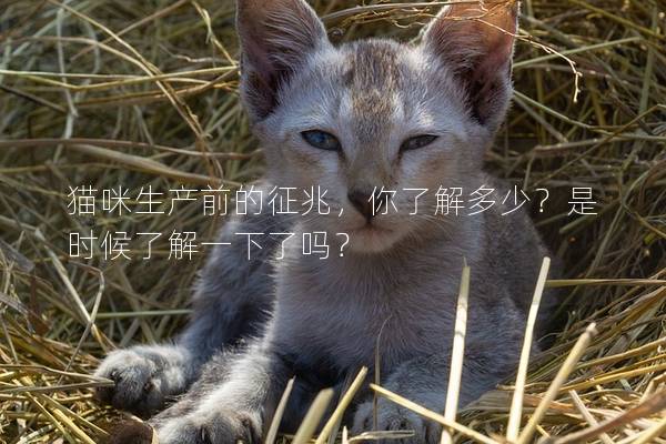 猫咪生产前的征兆，你了解多少？是时候了解一下了吗？