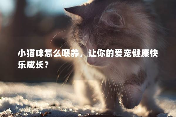 小猫咪怎么喂养，让你的爱宠健康快乐成长？