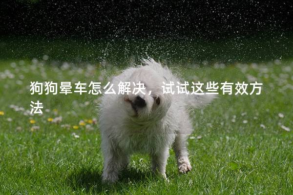 狗狗晕车怎么解决，试试这些有效方法