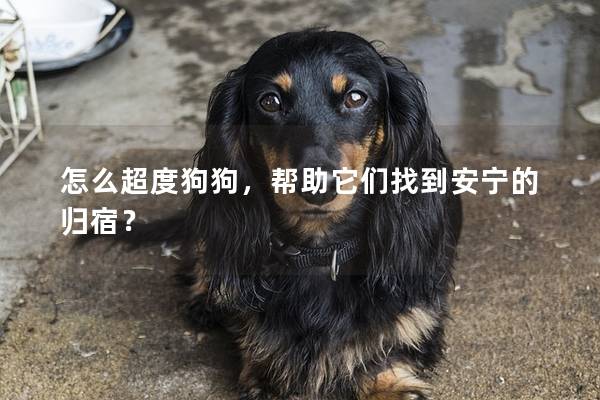 怎么超度狗狗，帮助它们找到安宁的归宿？