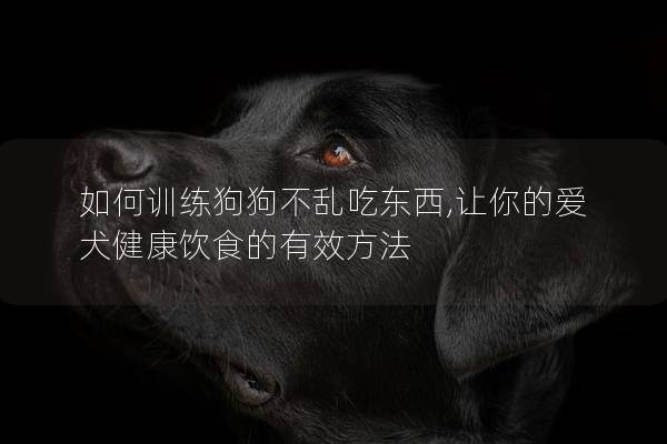 如何训练狗狗不乱吃东西,让你的爱犬健康饮食的有效方法