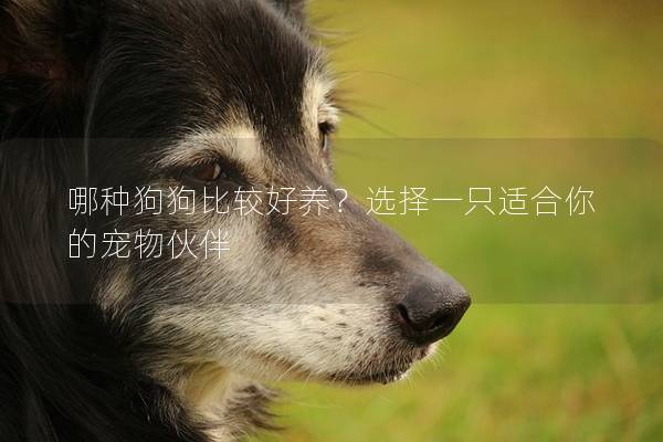 哪种狗狗比较好养？选择一只适合你的宠物伙伴