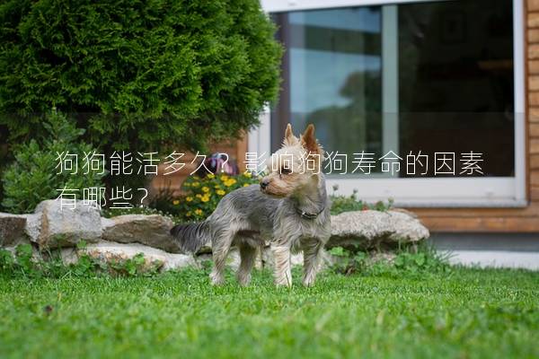 狗狗能活多久？影响狗狗寿命的因素有哪些？